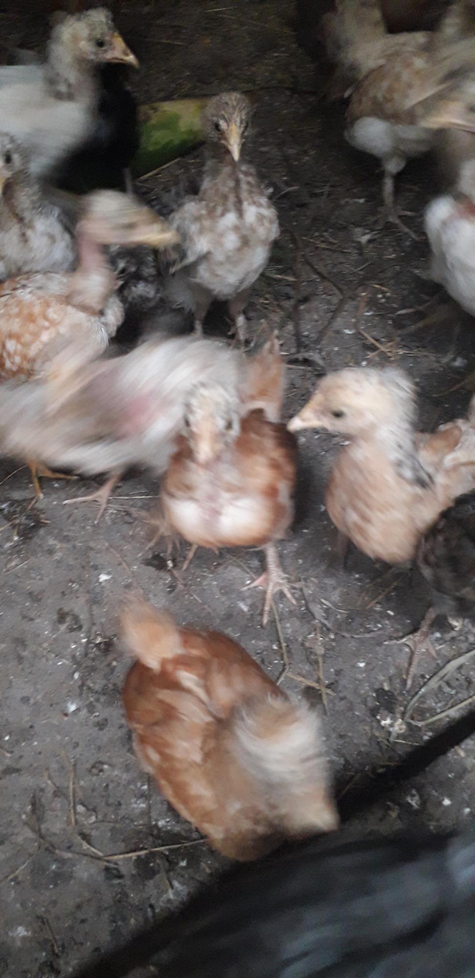 Цыплята подрощенные 1 месяц - фотография № 3