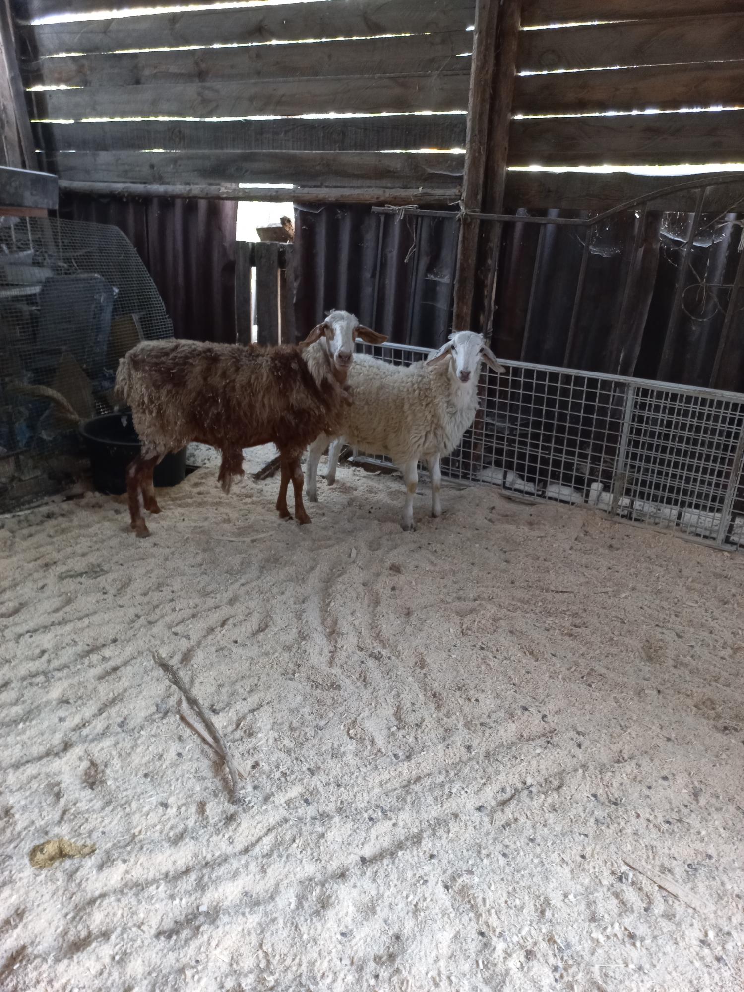 Овцы, бараны - фотография № 1