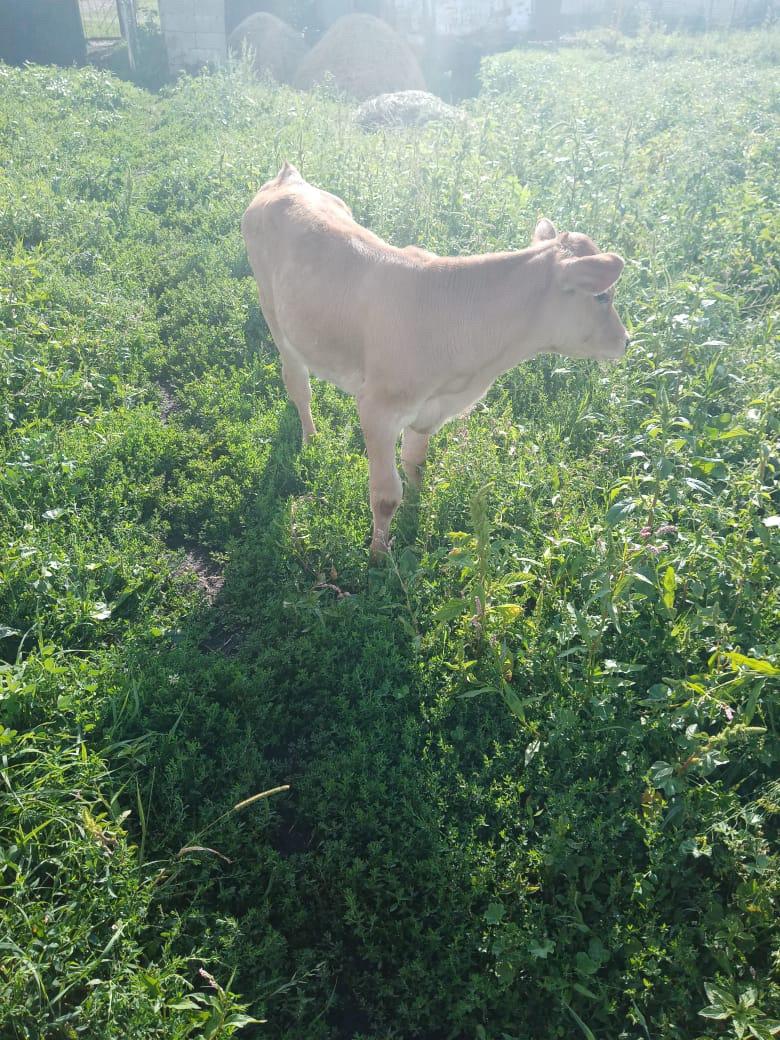 Корова с телёнком - фотография № 8
