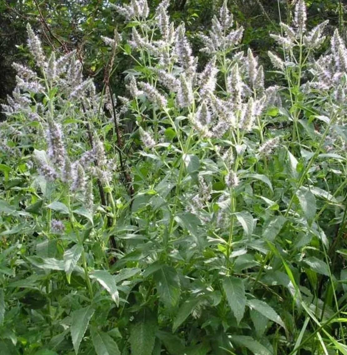 Мята длиннолистная (Mentha longifolia l.)