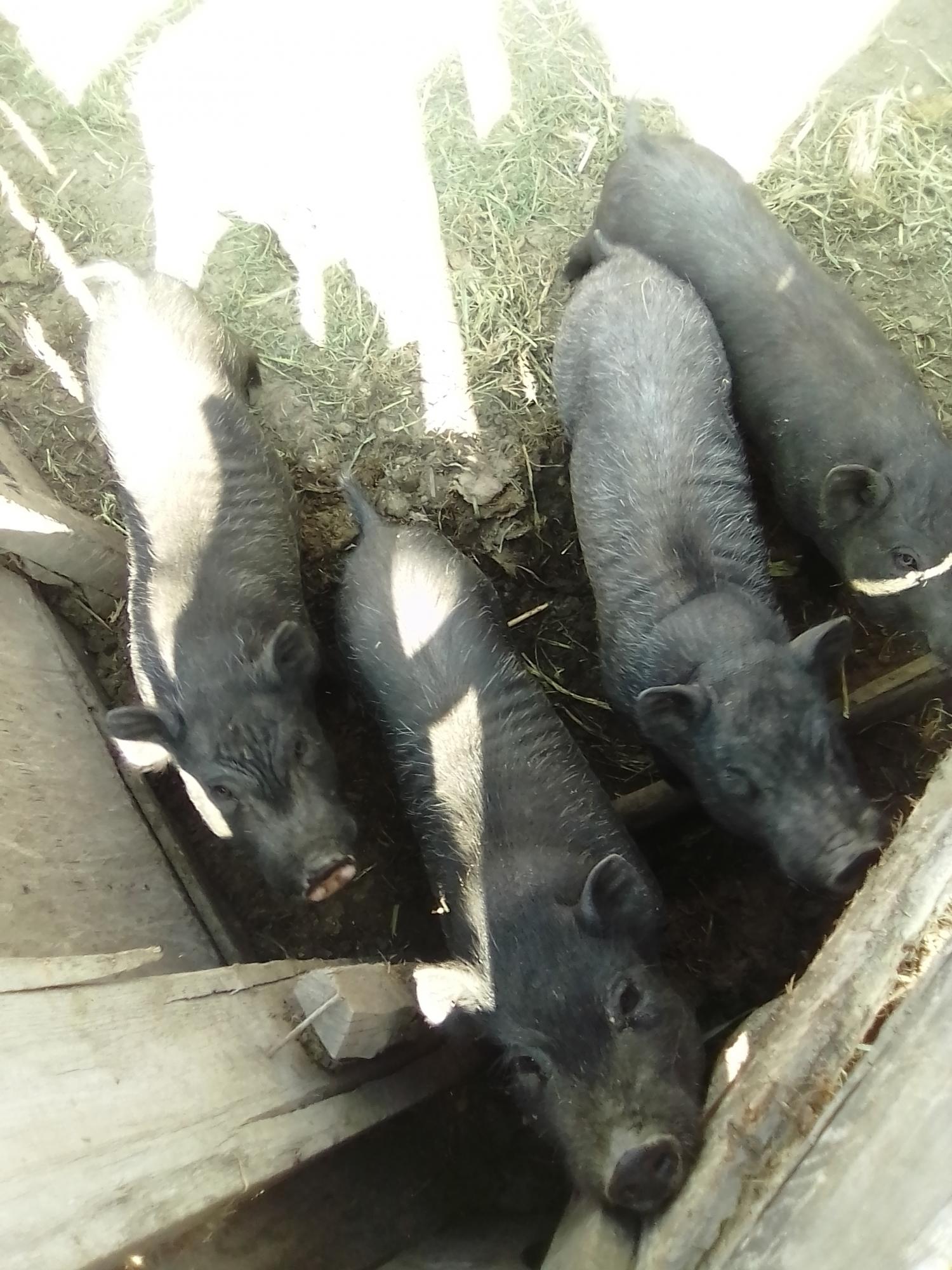 Продам свиней вьетнамских - фотография № 2