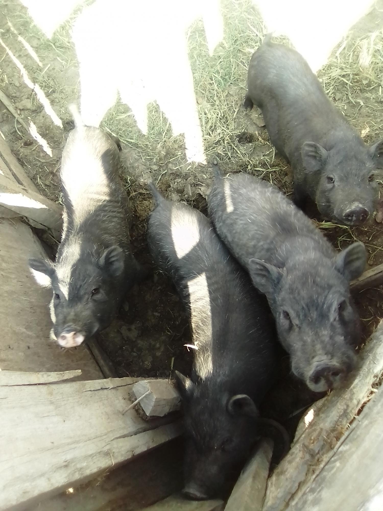 Продам свиней вьетнамских - фотография № 4