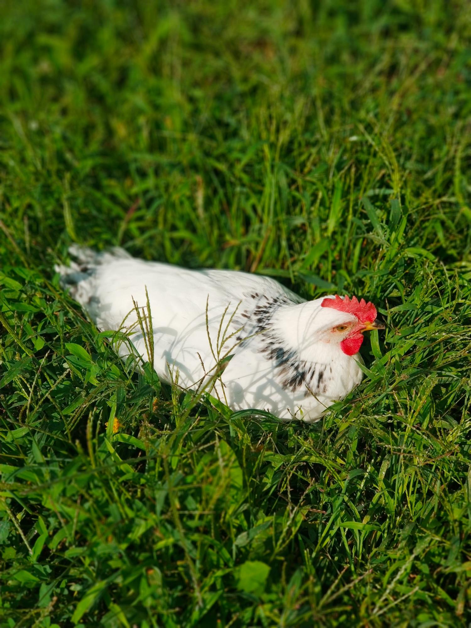 Адлерская серебристая породные цыплята. - фотография № 9