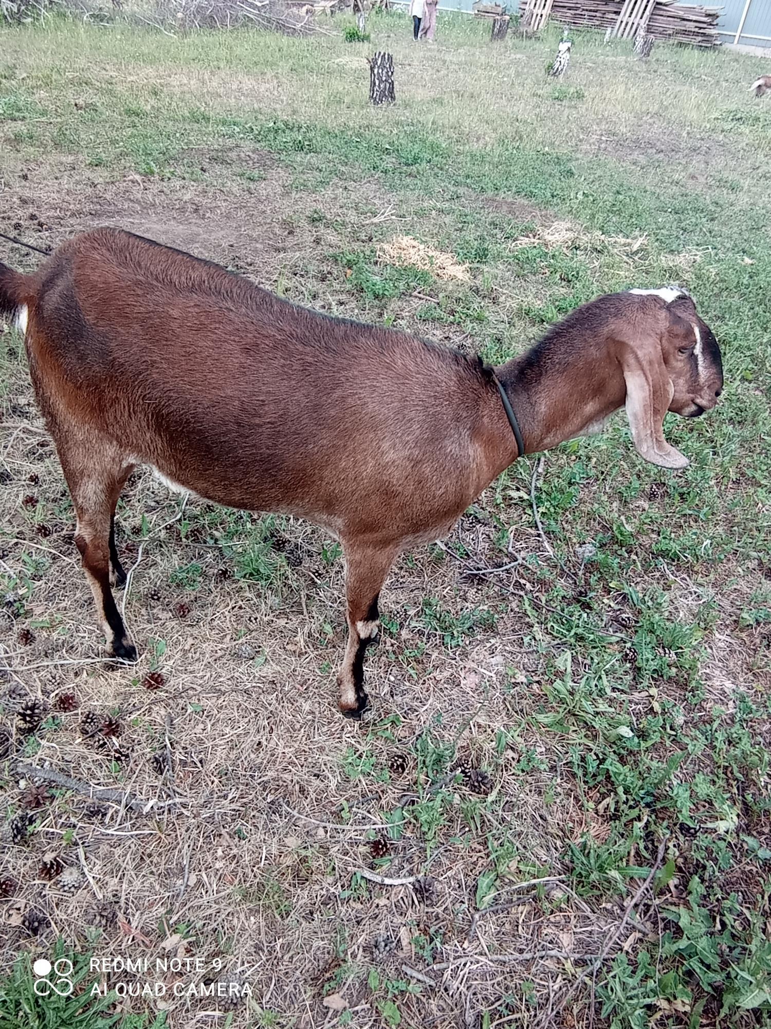 Англо нубийская коза - фотография № 5