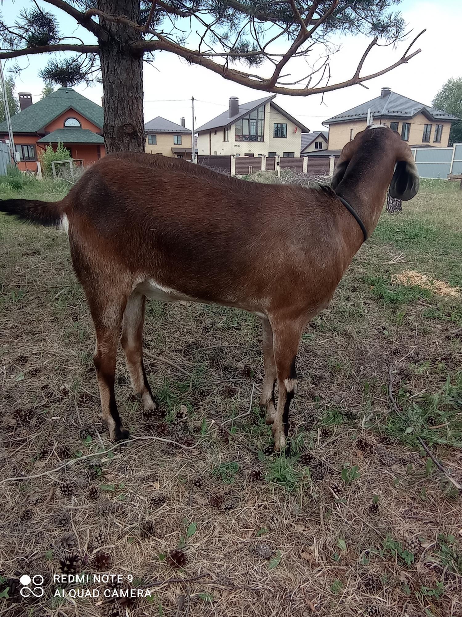 Англо нубийская коза - фотография № 6