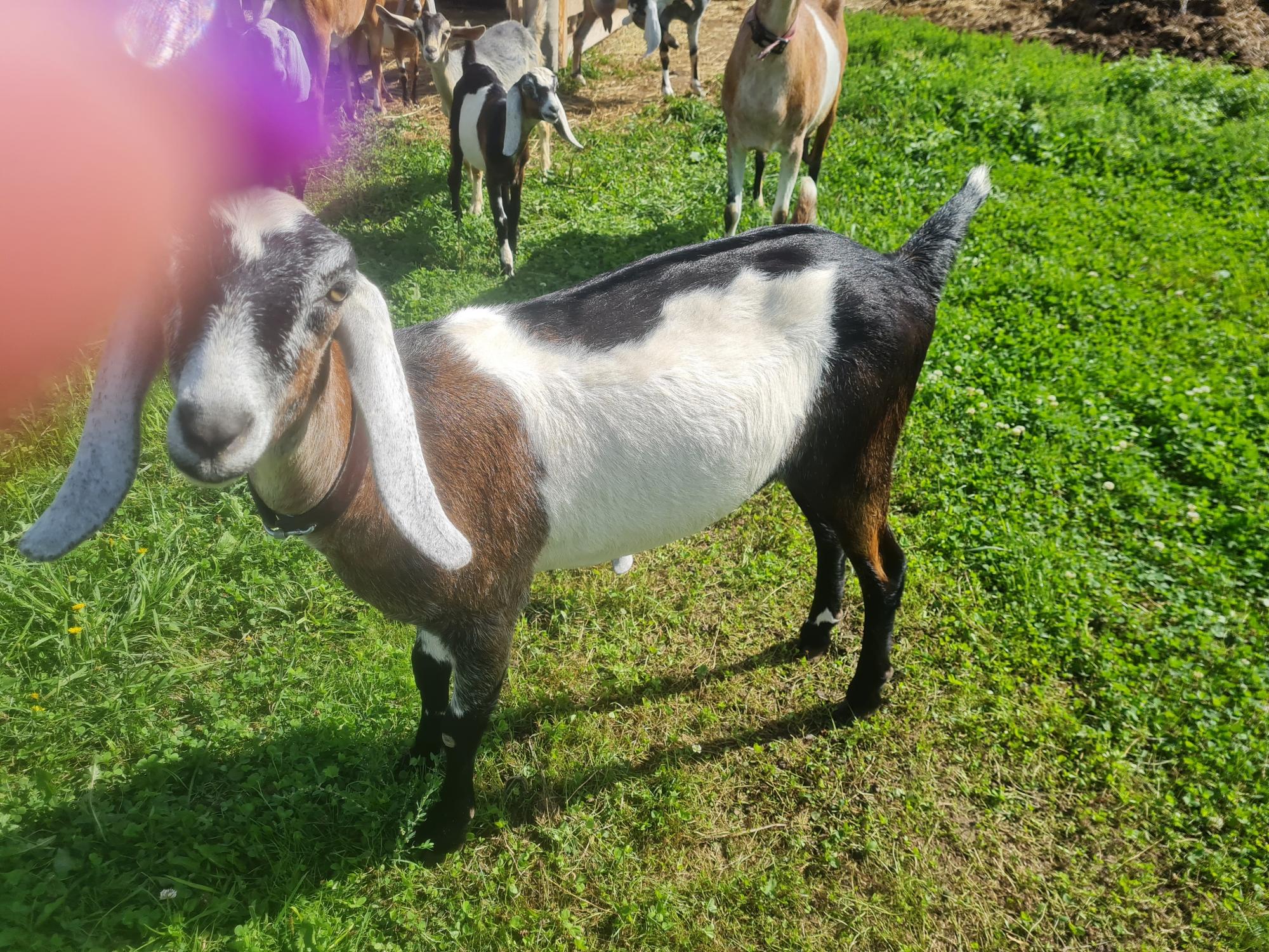 Англо-нубийские козы - фотография № 4
