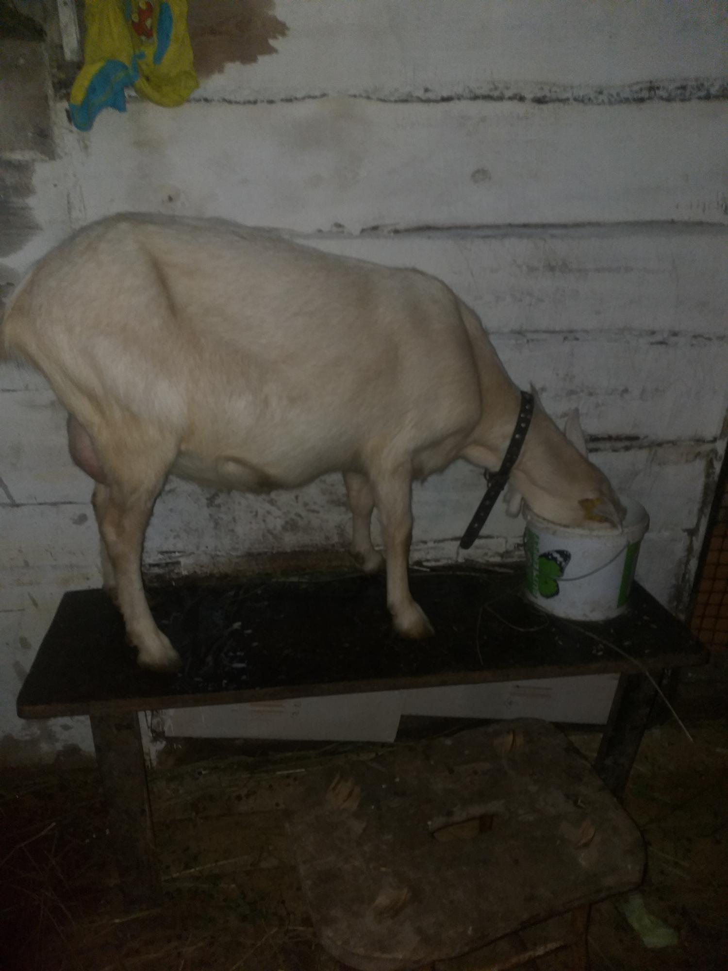 Продам 4-х дойных коз + маленькая козочка - фотография № 2