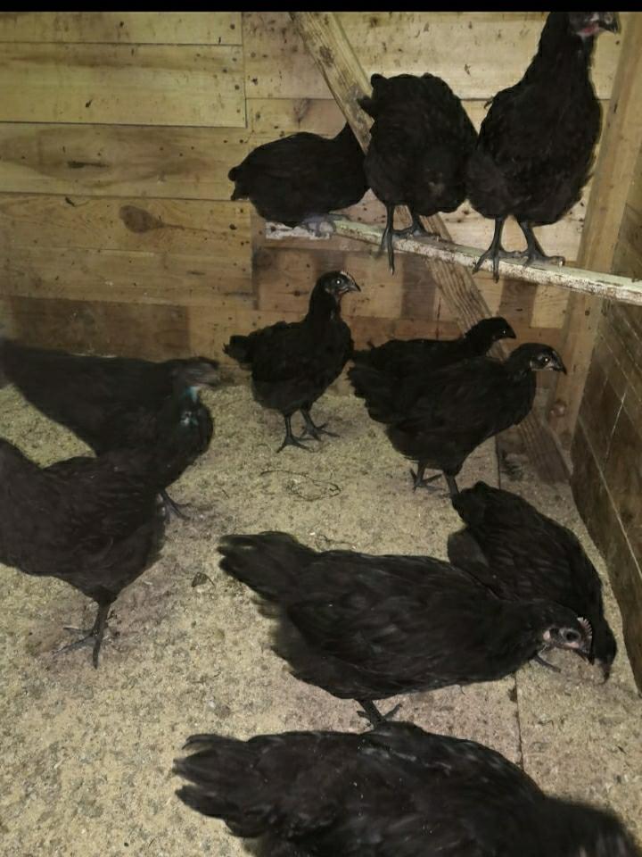 Джерсийский гигант цыплёнок 2 мес - фотография № 1