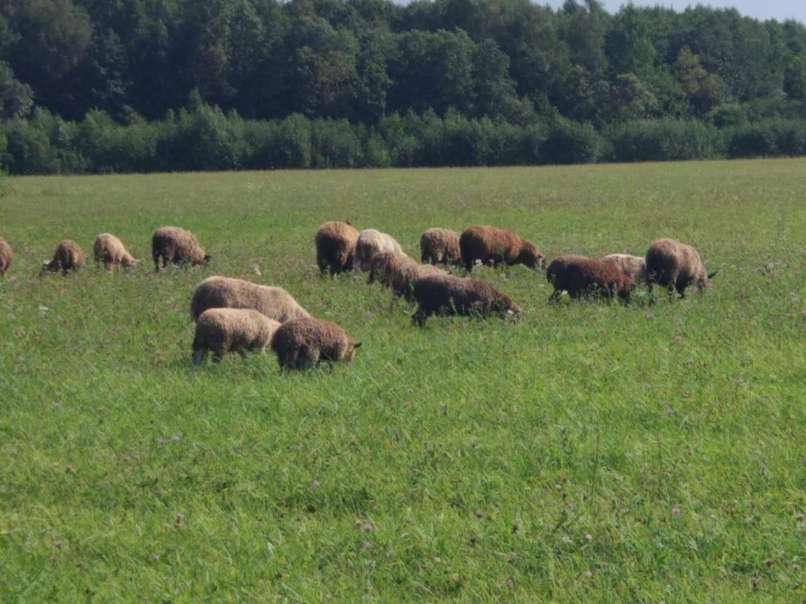 Овцематки с ягнятами Романовской и Немецкой породы - фотография № 2