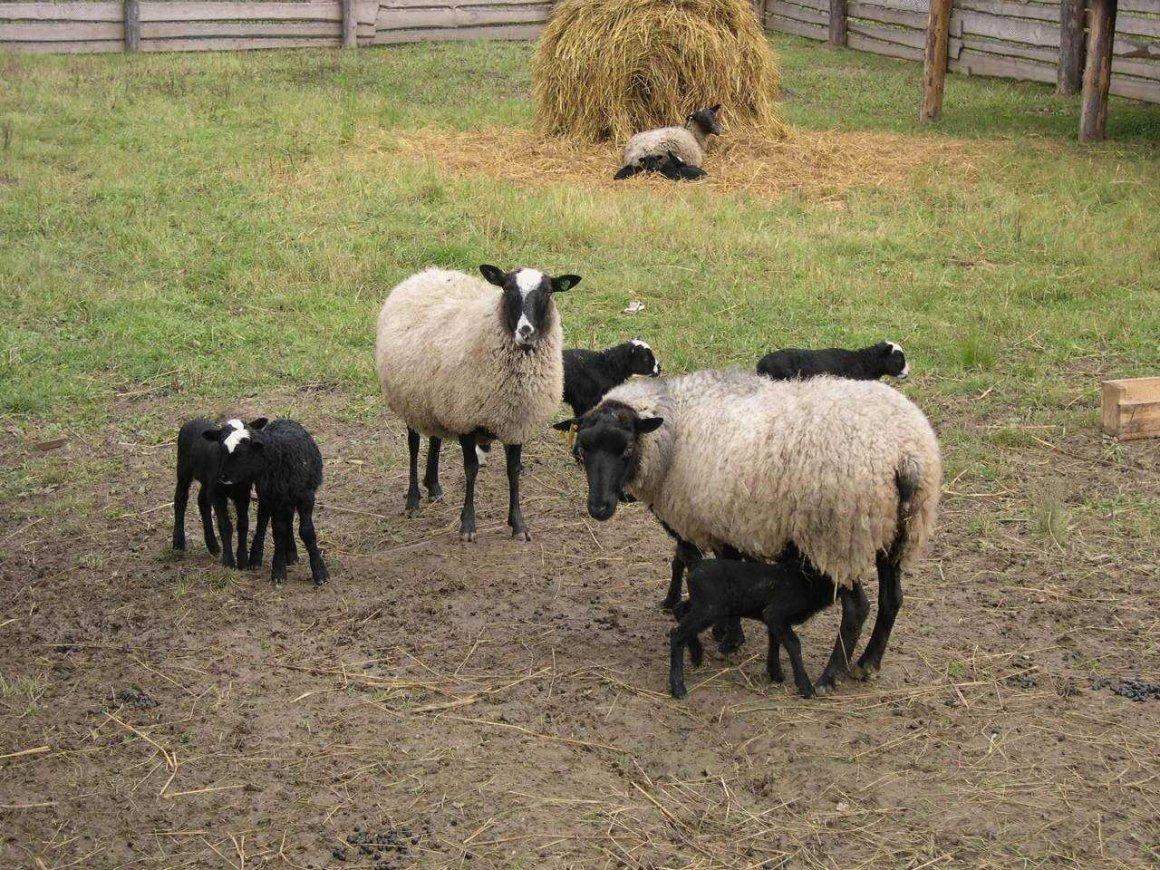 Овцематки с ягнятами Романовской и Немецкой породы - фотография № 1