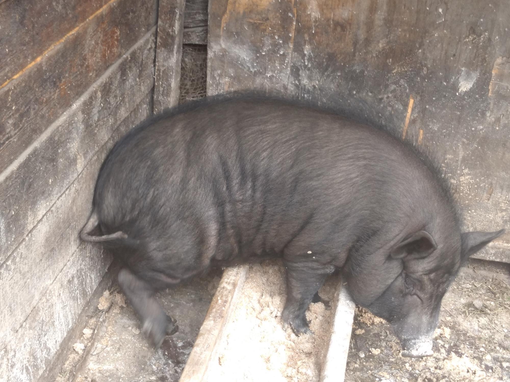 Ветнамская свинка - фотография № 2