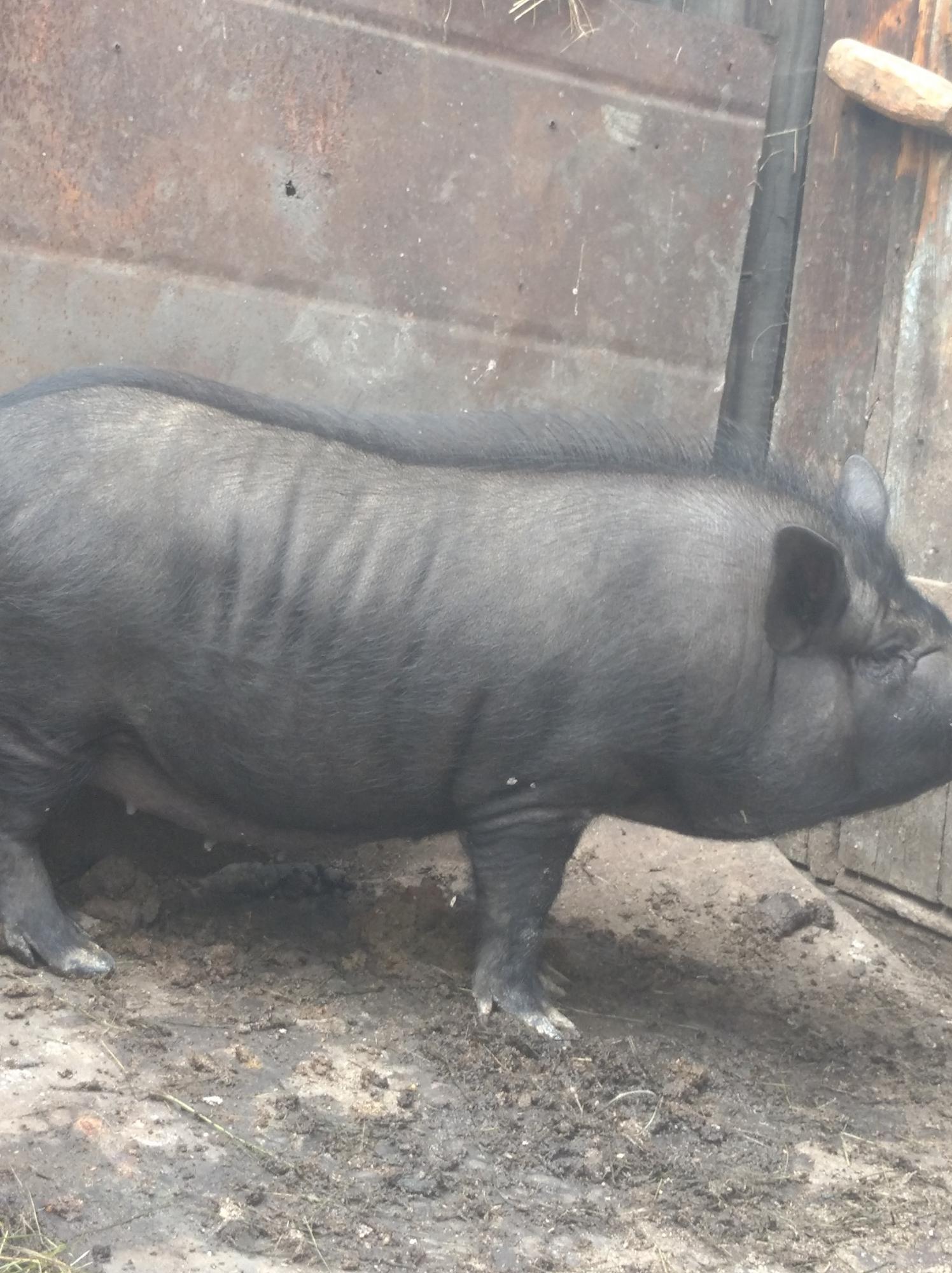 Ветнамская свинка - фотография № 3