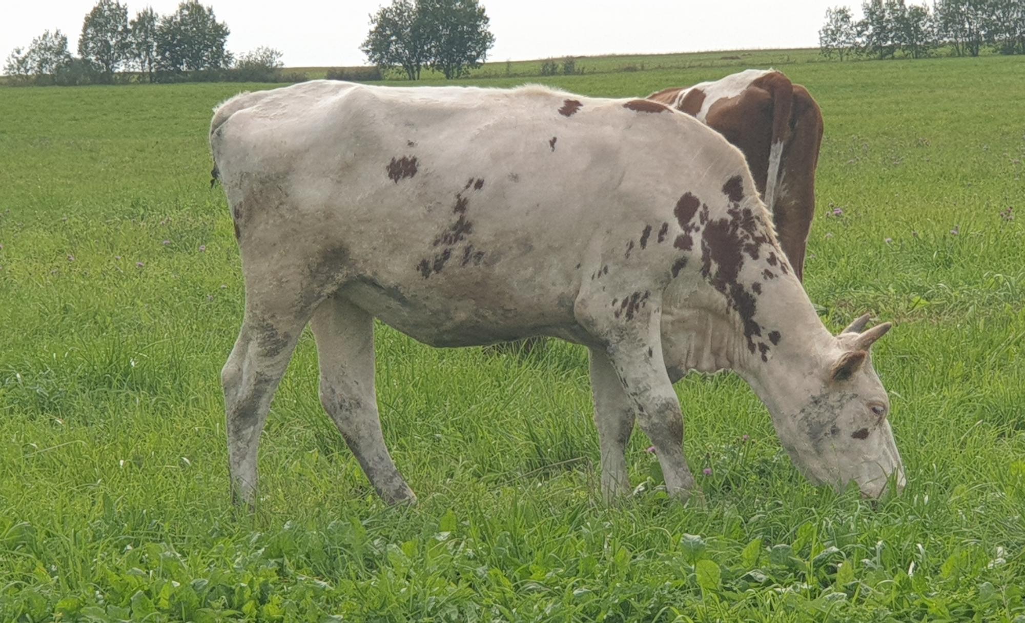 7 дойных коров, телки, нетели, бычки - фотография № 9