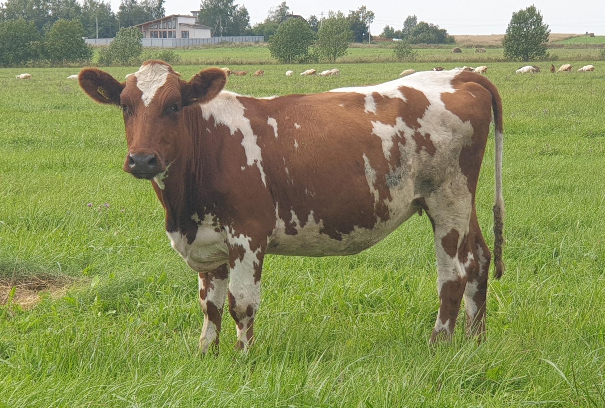 7 дойных коров, телки, нетели, бычки - фотография № 10
