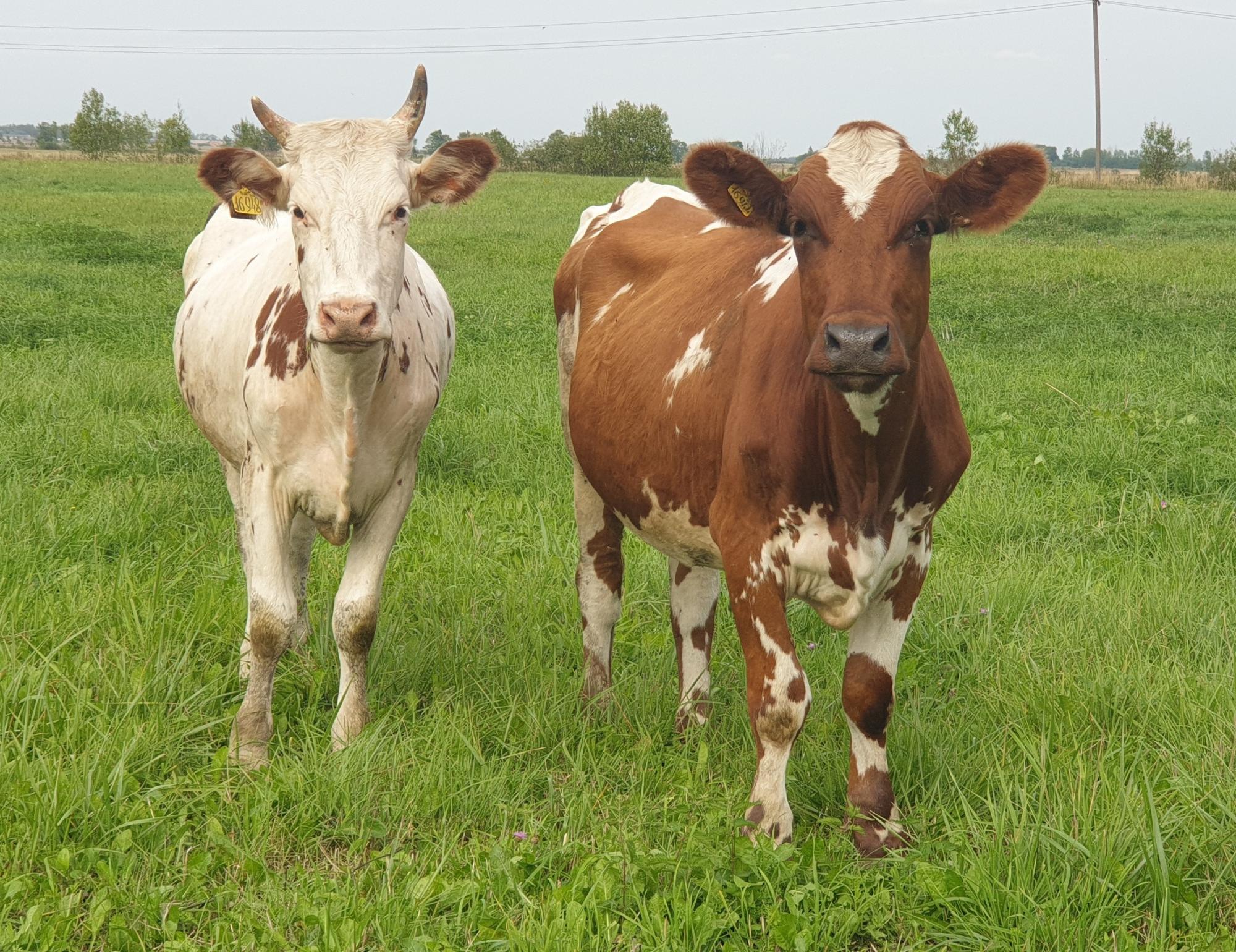 7 дойных коров, телки, нетели, бычки - фотография № 1