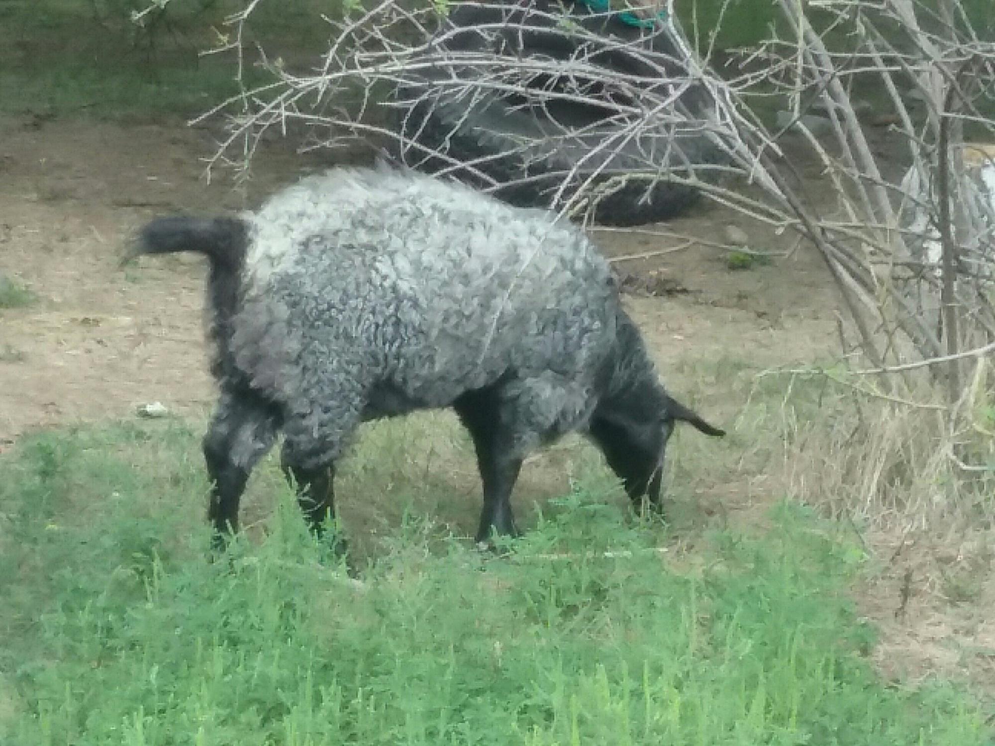 Пуховая Придонская коза