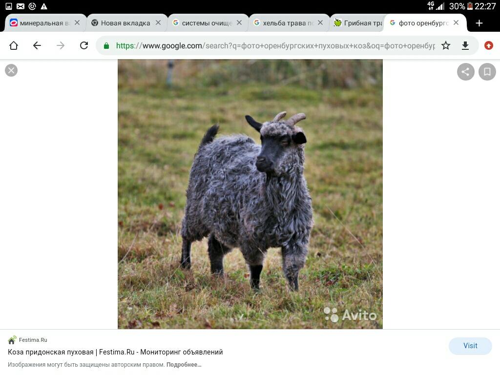 Пуховая Придонская коза - фотография № 2