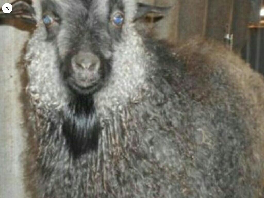 Пуховая Придонская коза - фотография № 3
