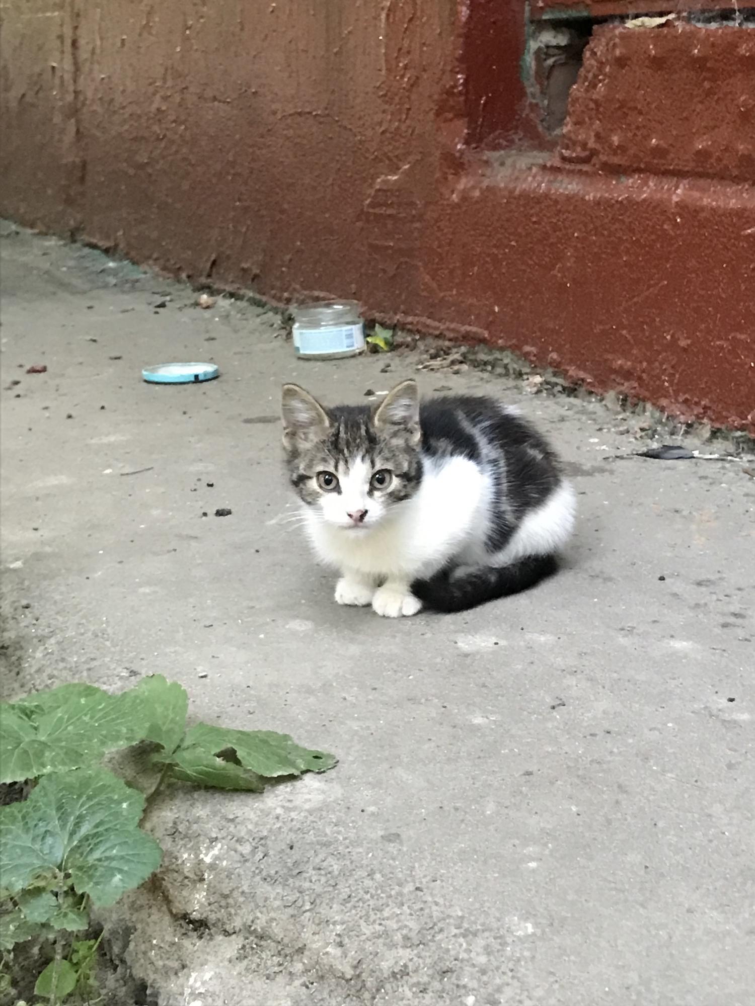 Котенок кеша