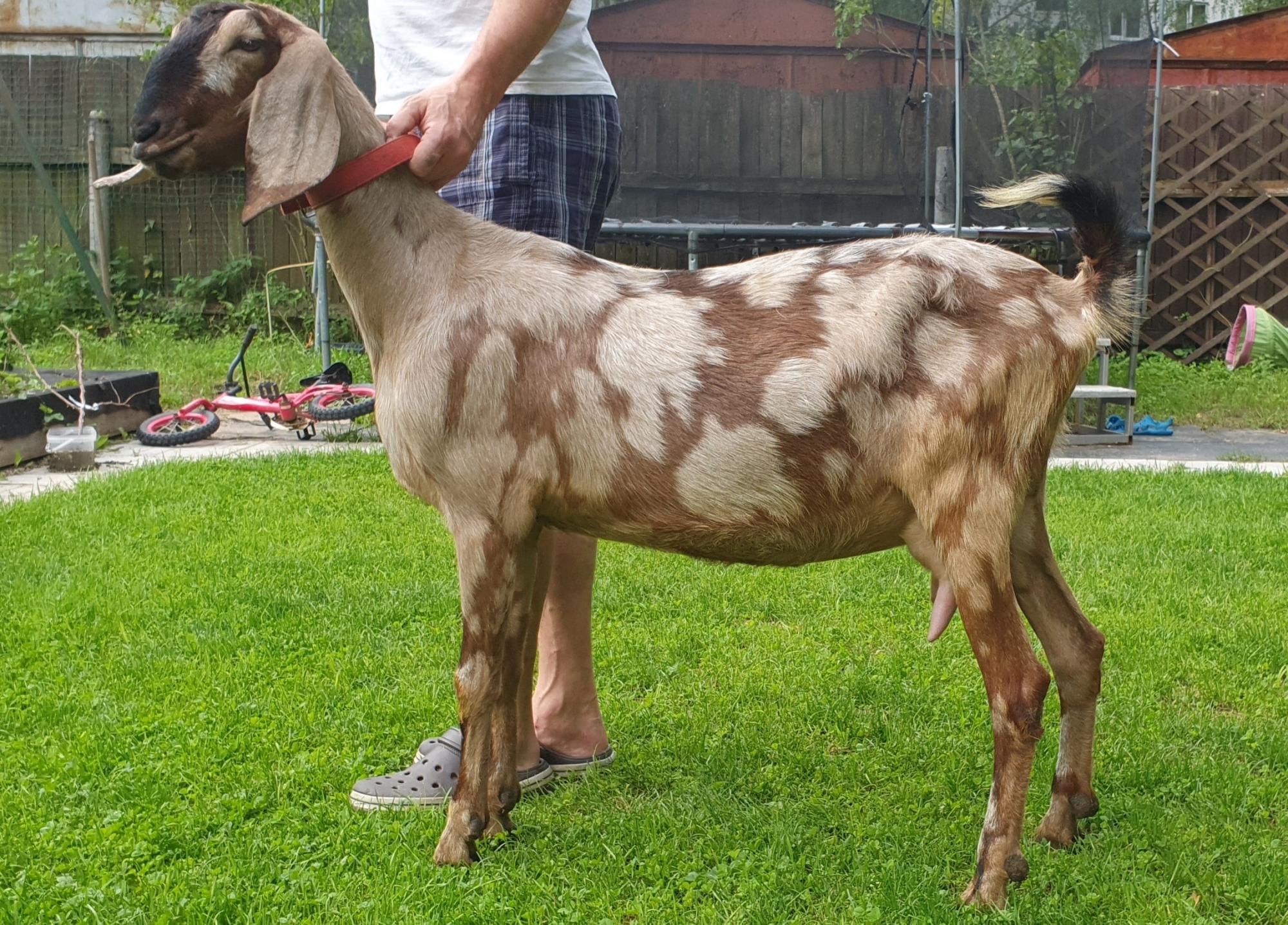 Англо нубийская коза 100% - фотография № 1