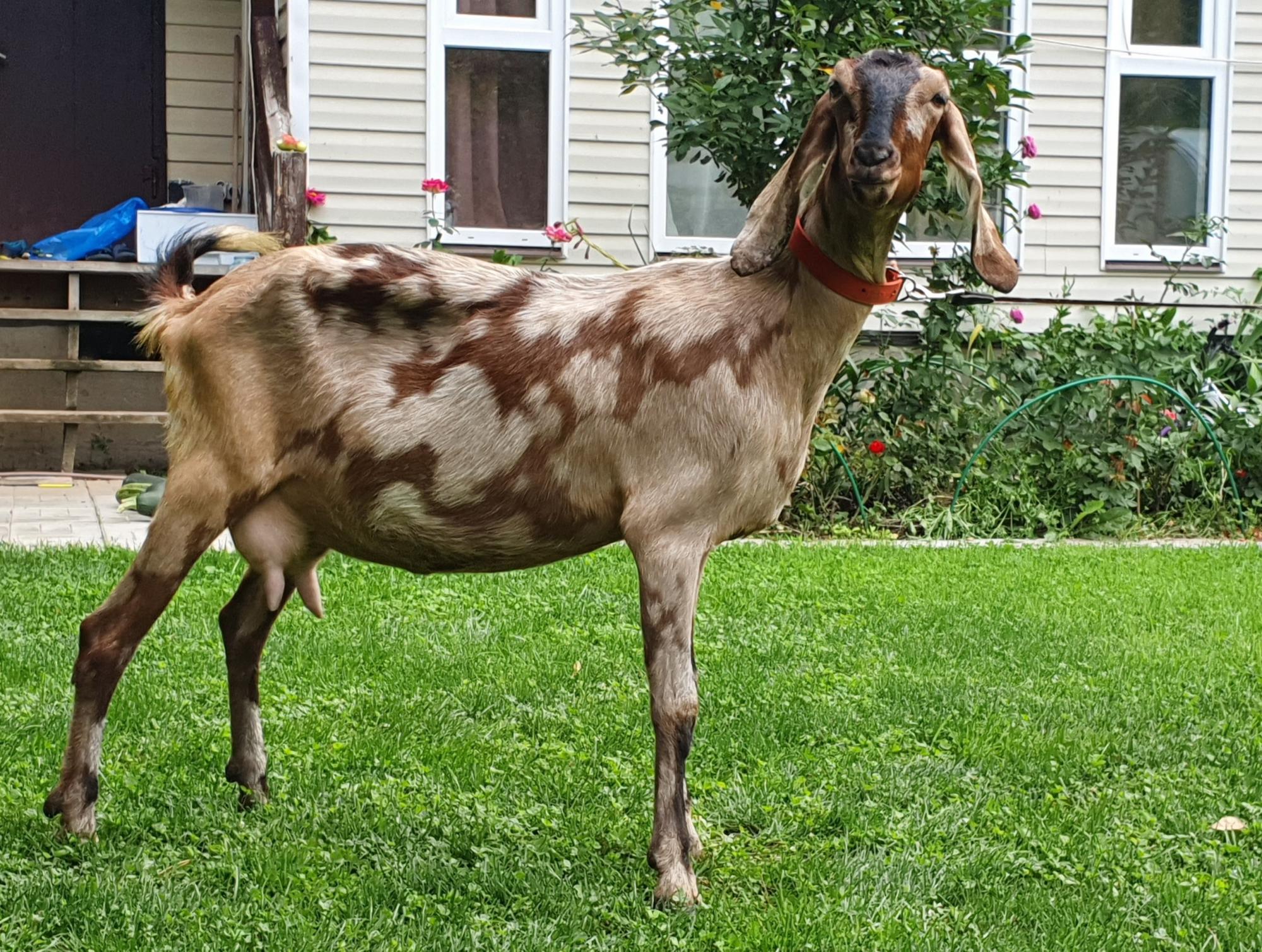Англо нубийская коза 100% - фотография № 2