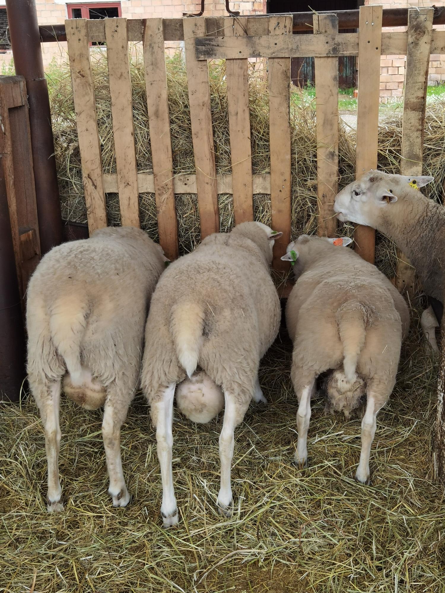 Продам овец породы тексель