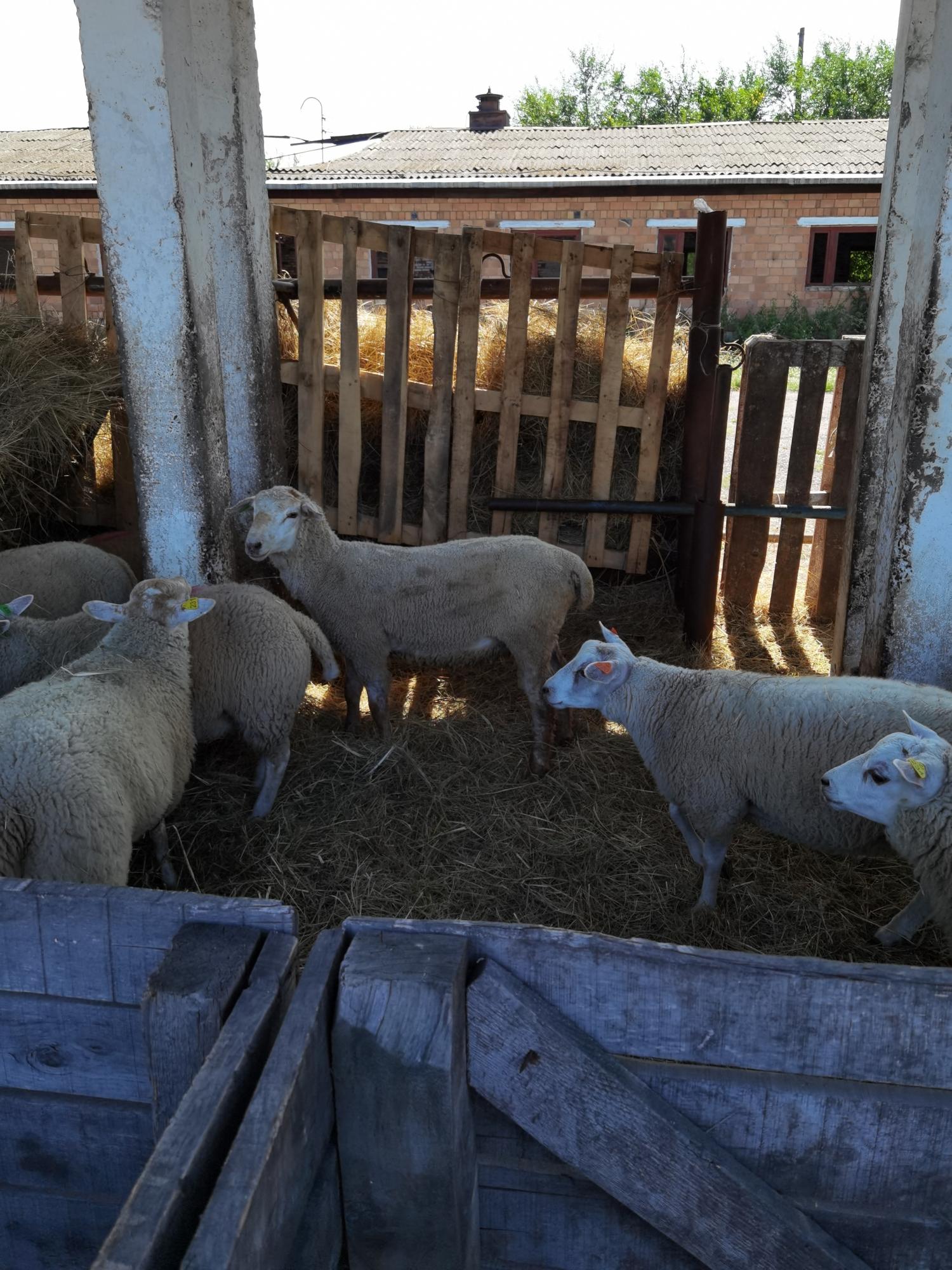 Продам овец породы тексель - фотография № 3