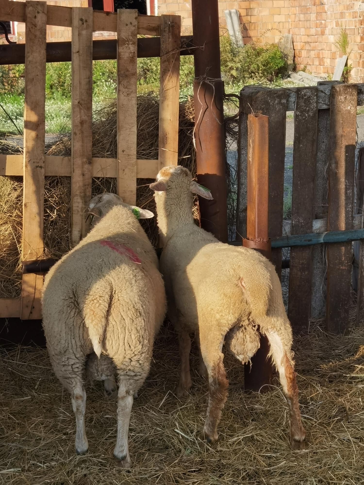 Продам овец породы тексель - фотография № 2