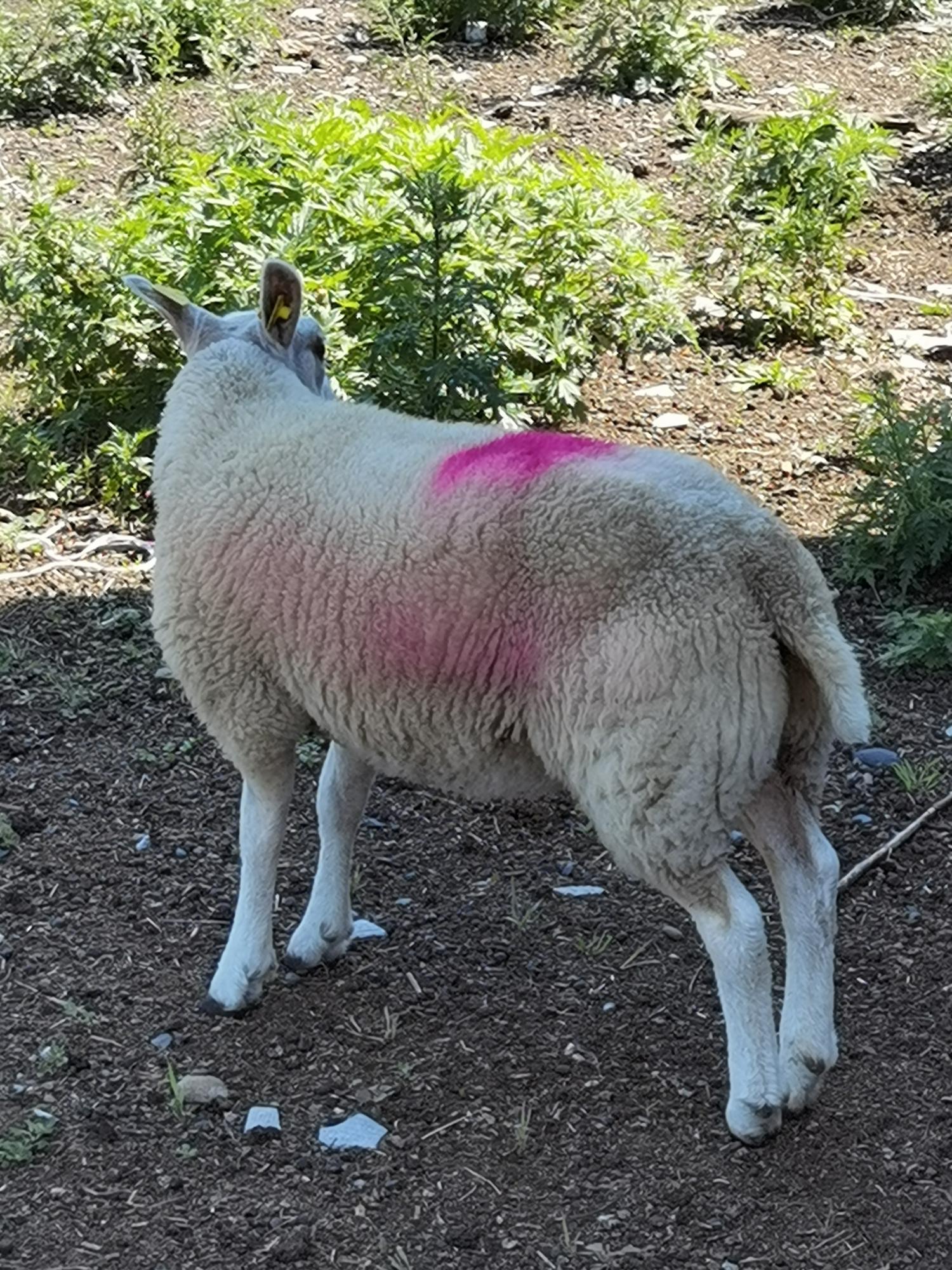 Продам овец породы тексель - фотография № 6