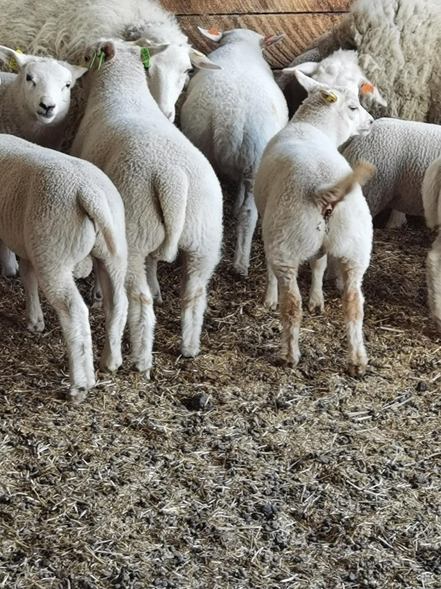 Продам овец породы тексель - фотография № 7