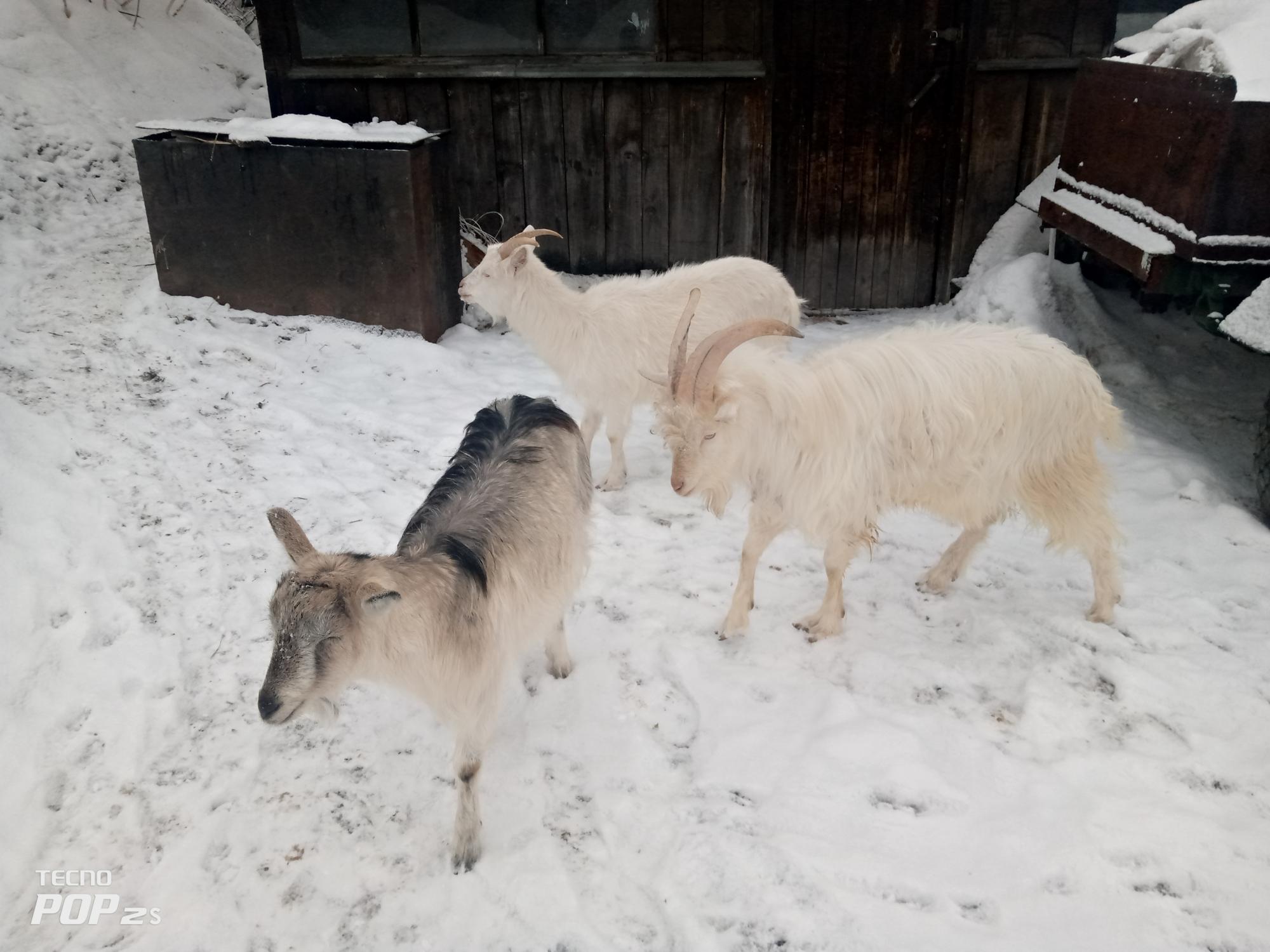 Семья коз породы альпицев,козел,коза,козлик;5мес - фотография № 5