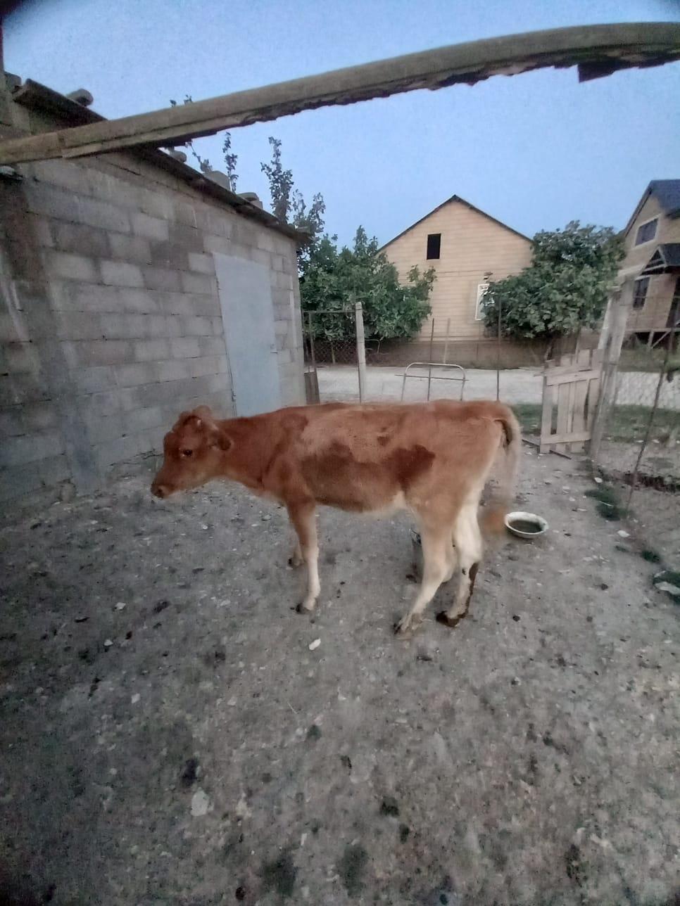 Корова - фотография № 8