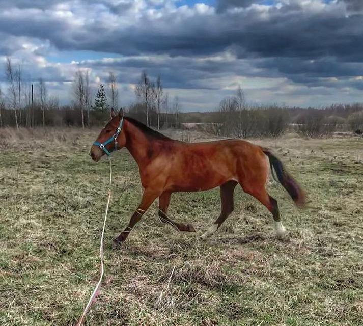 Продам лошадь - фотография № 2