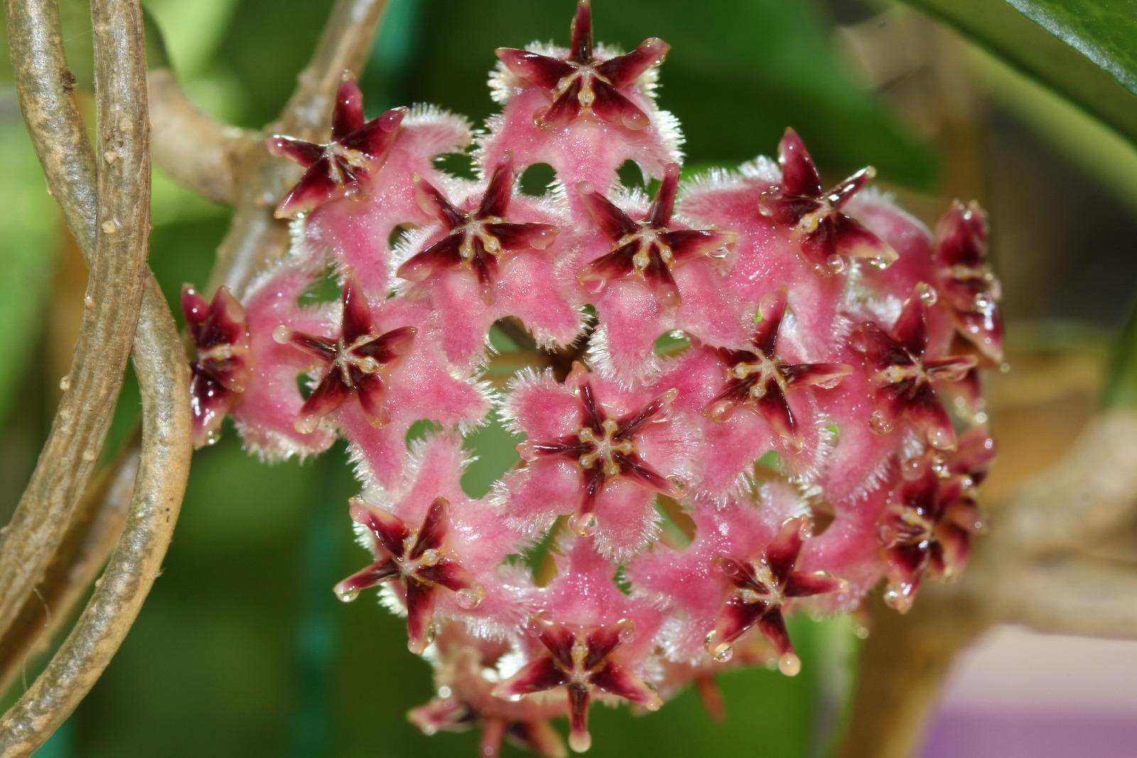 Хойя. Хойя Эритростемма Hoya erythrostemma. Хойя, Хойя (Hoya),. Хойя anncajanoae. Хойя erythrostemma Pink.