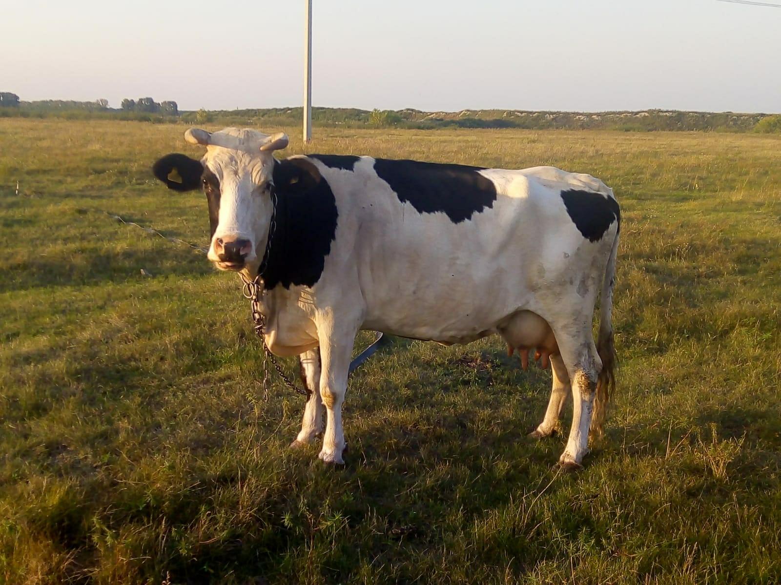 Корова - фотография № 1