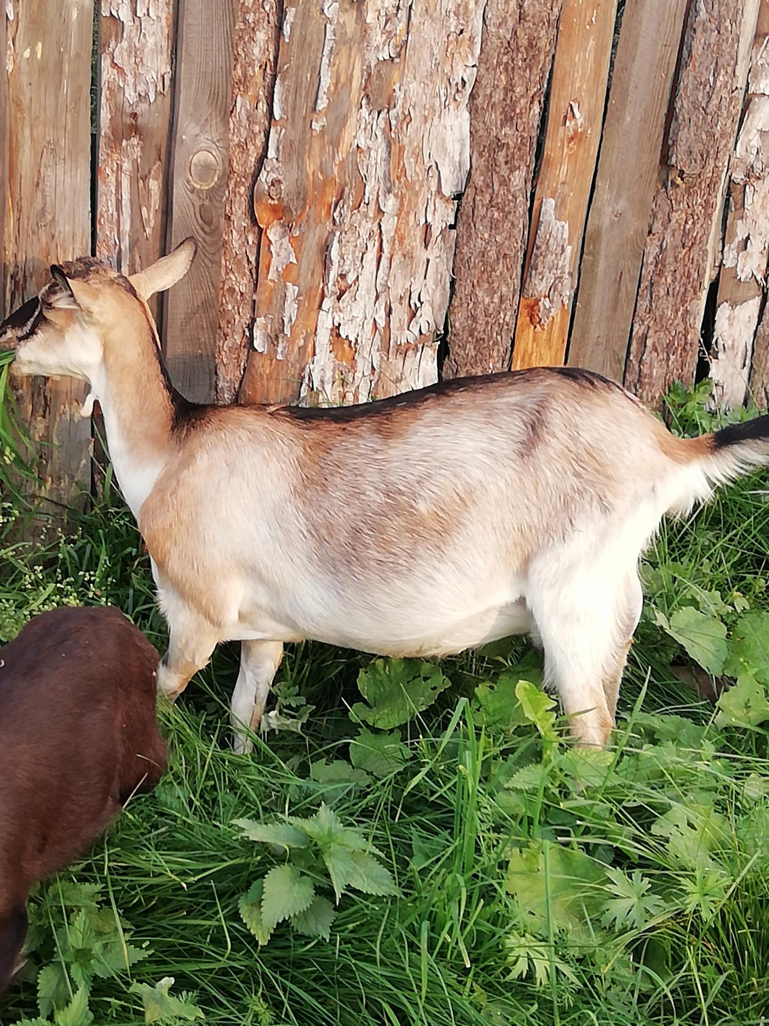 Молодая дойная коза и козлик. - фотография № 1
