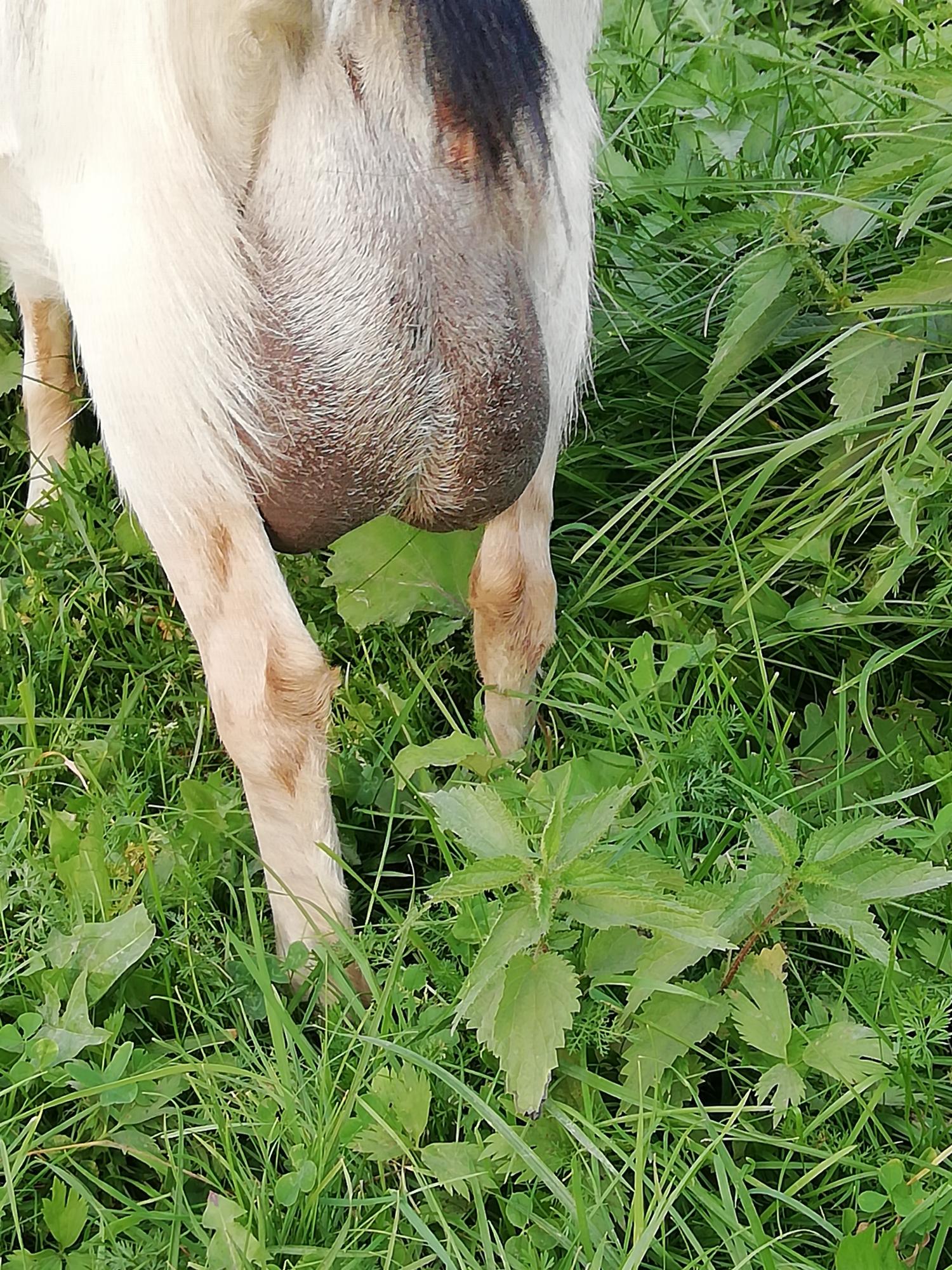Молодая дойная коза и козлик. - фотография № 2