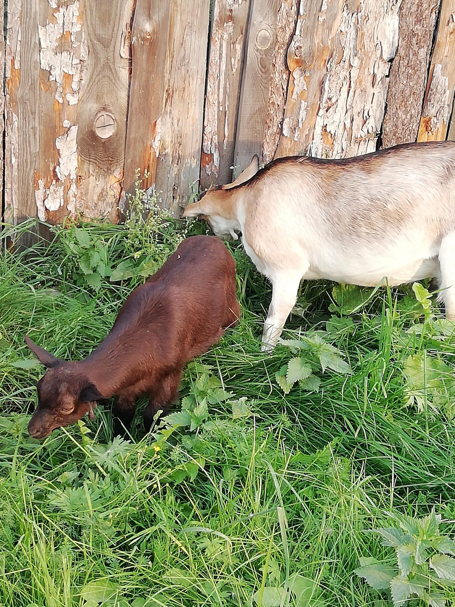 Молодая дойная коза и козлик. - фотография № 4