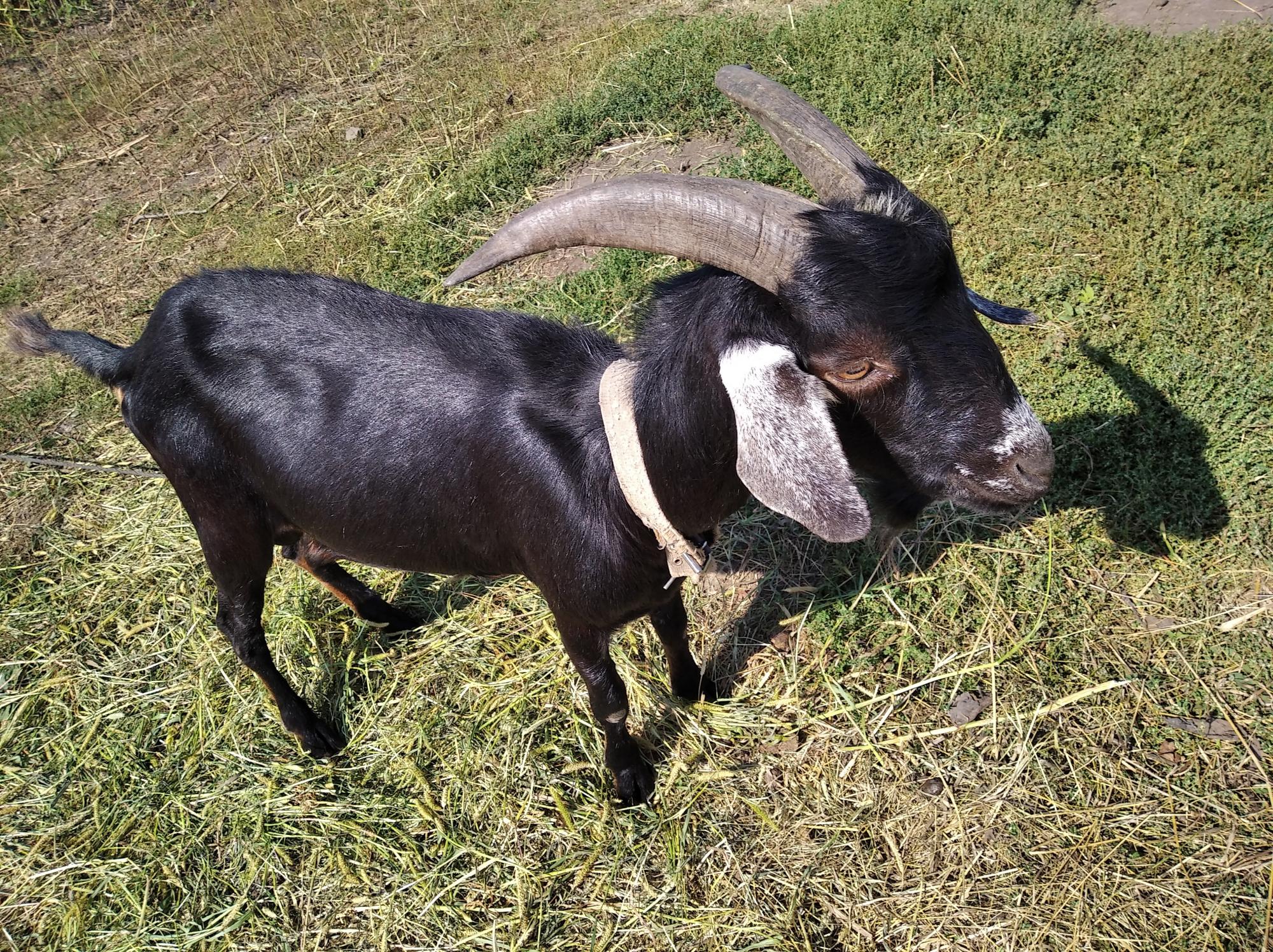 Альпо-нубийский козел - производитель