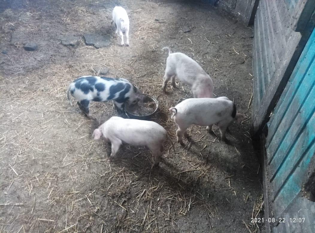 кабанья свиноматка. свиньи приморье. африканская чума кабана. животноводство приморского края. дикие свиньи владивосток.