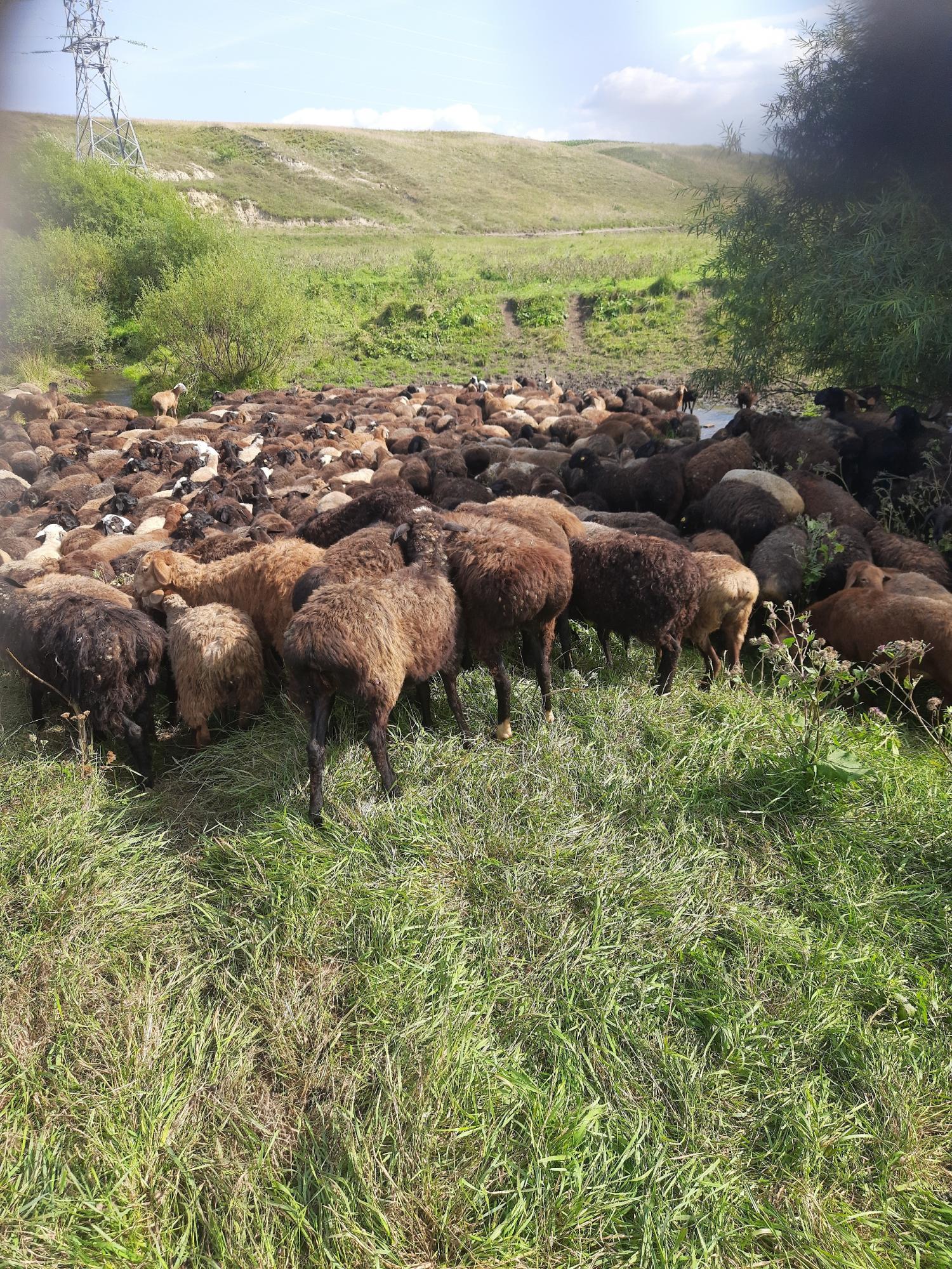 Овцы и бараны порода эдельвейс курдючный - фотография № 1