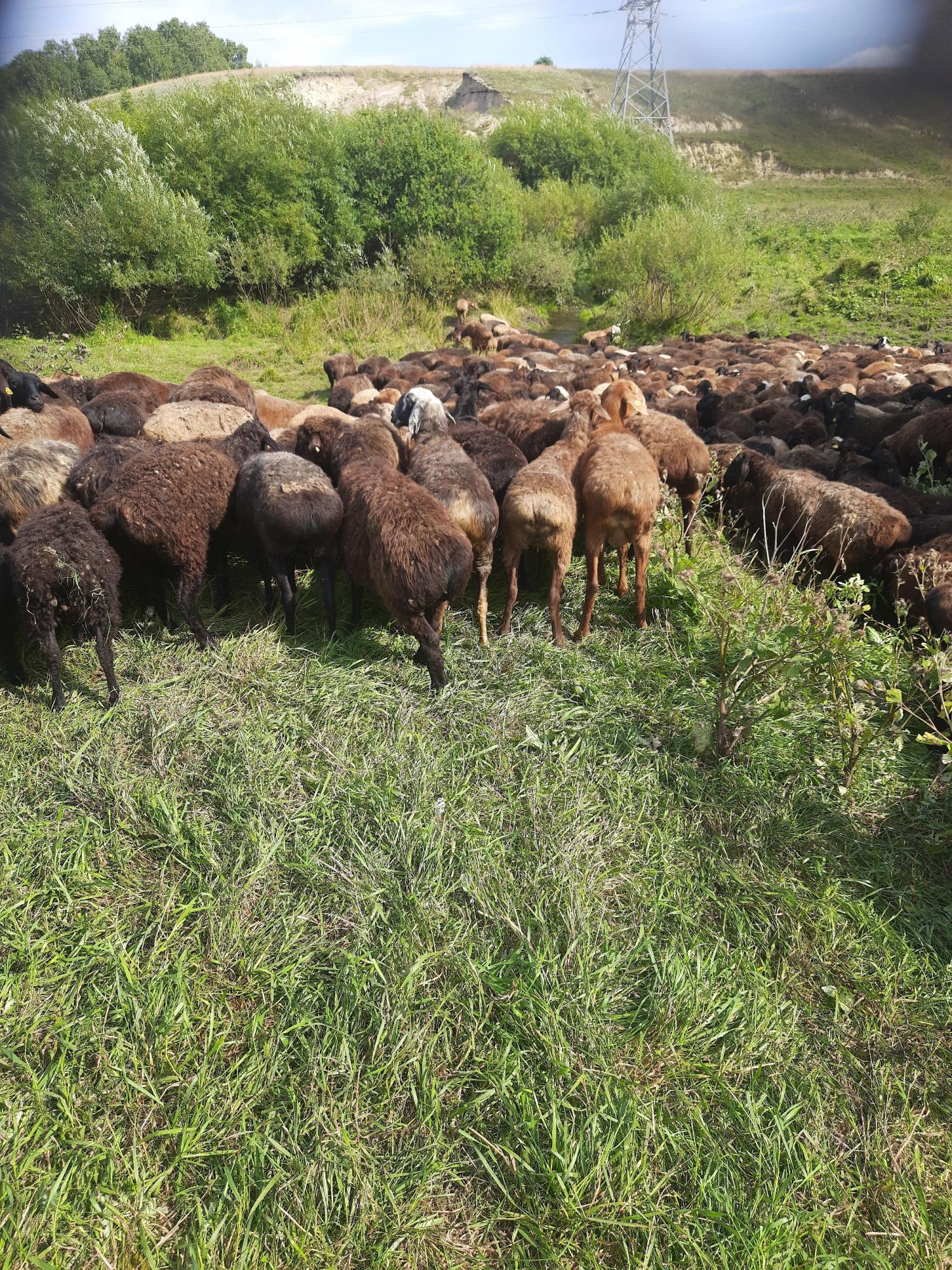 Овцы и бараны порода эдельвейс курдючный - фотография № 2