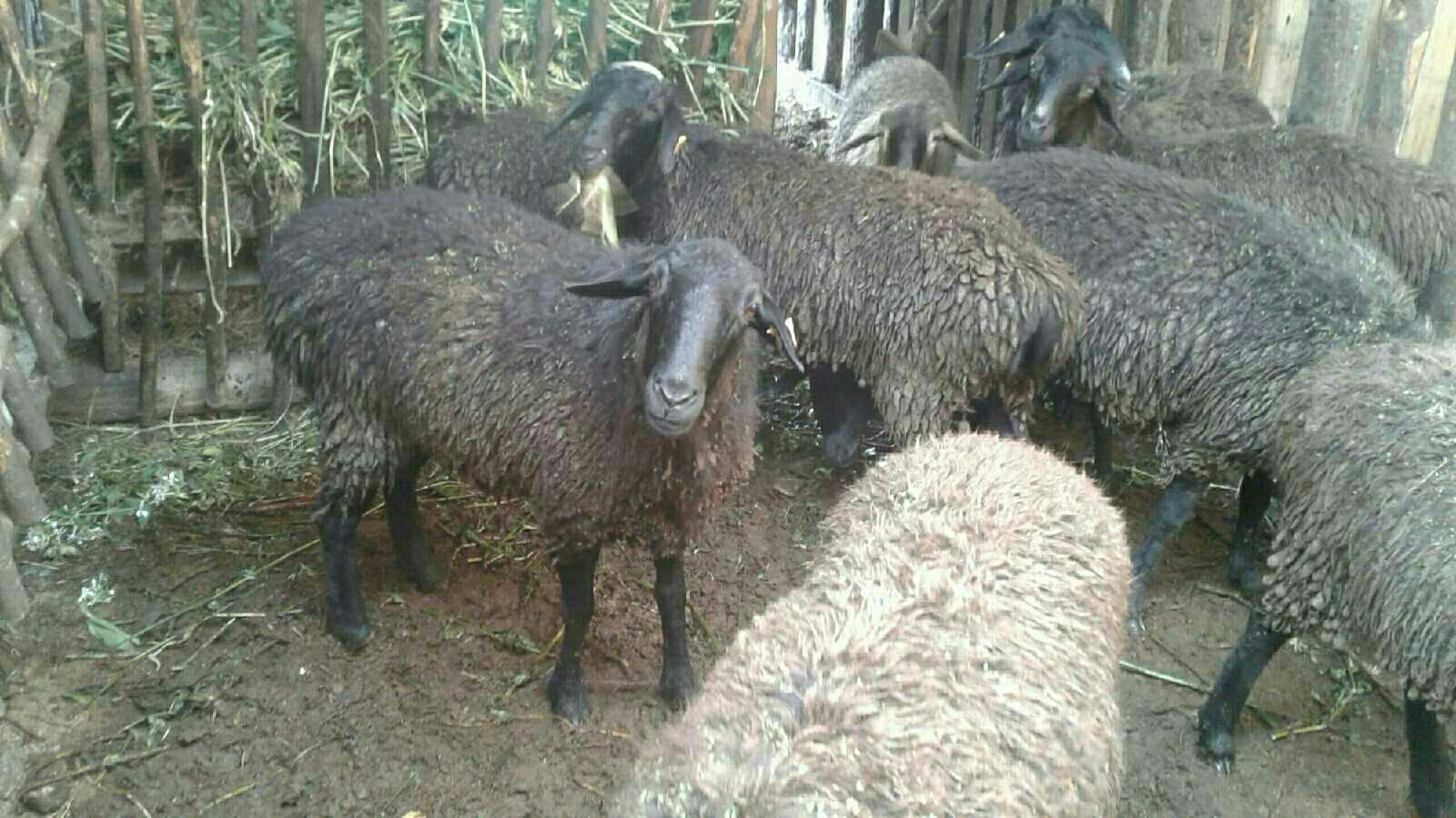 Курдючные овцы - фотография № 1