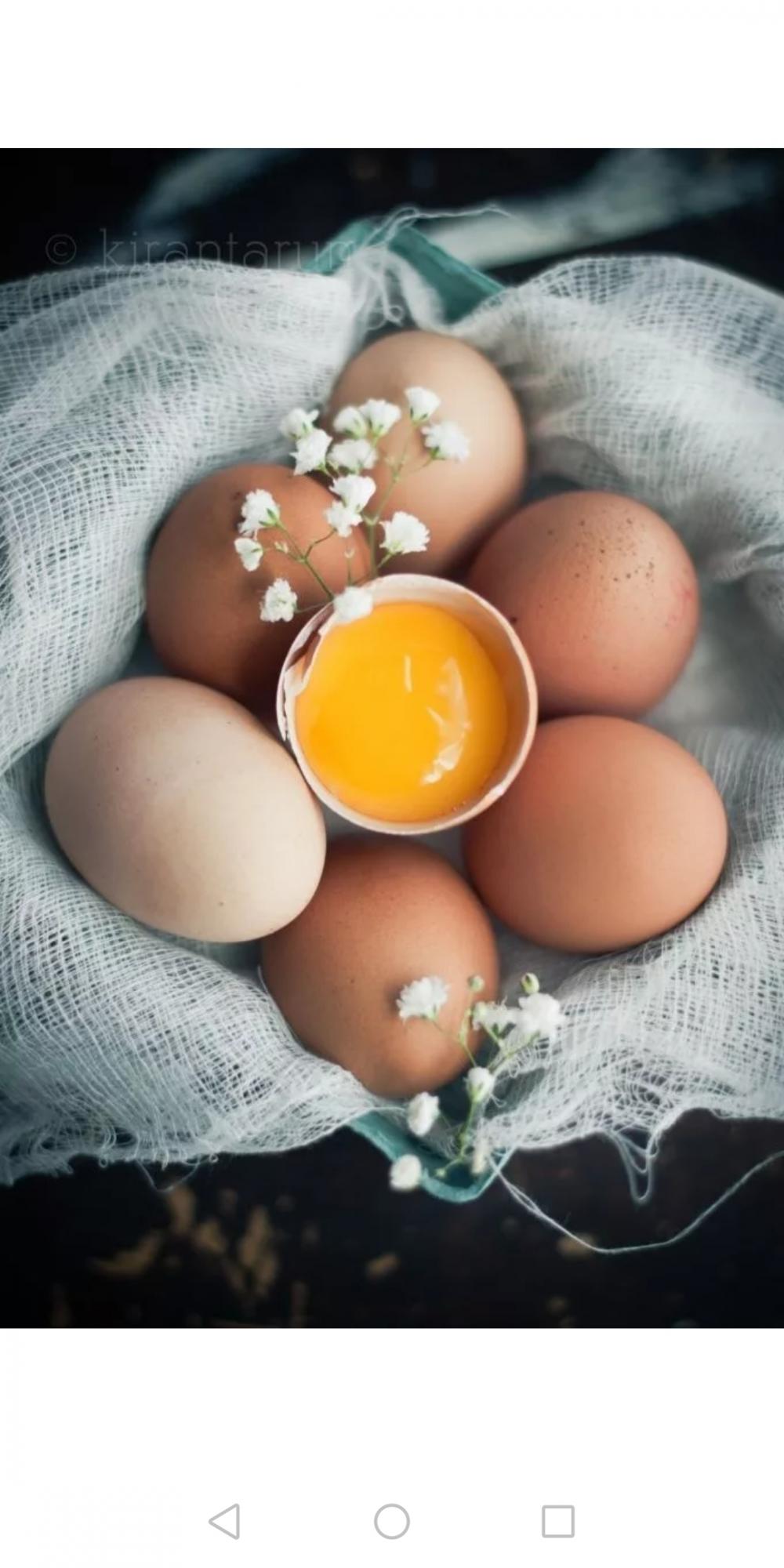 Инкубационное яйцо доминант - фотография № 1
