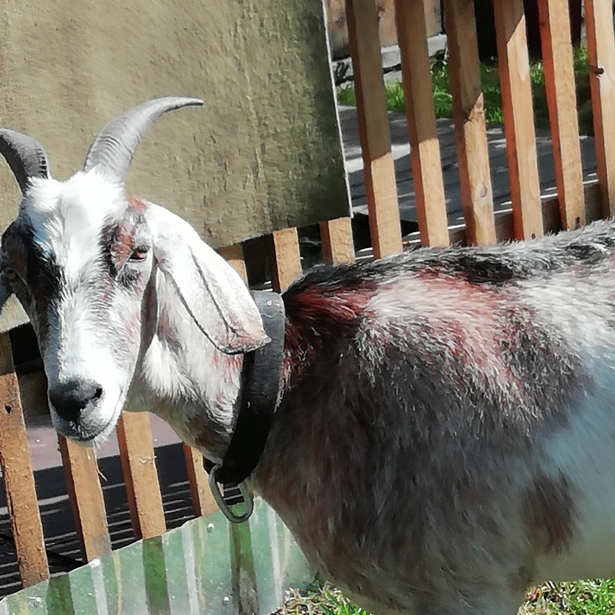 Продам дойных коз, 1 окот, 2 окота - фотография № 2