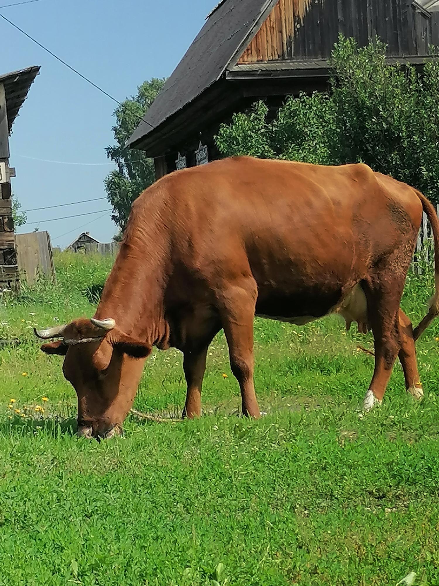 Продам корову - фотография № 1