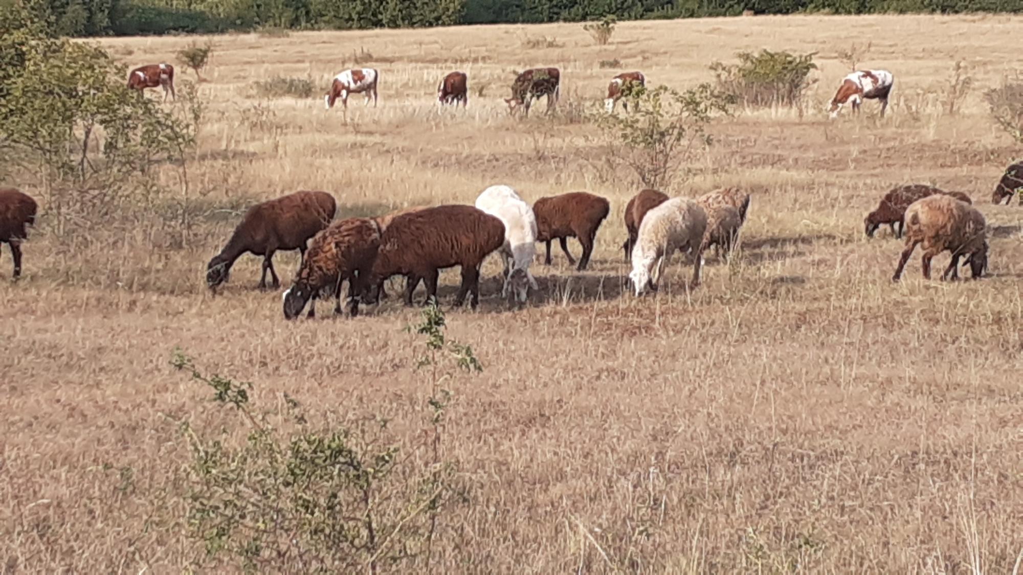 Овци и барашки - фотография № 1