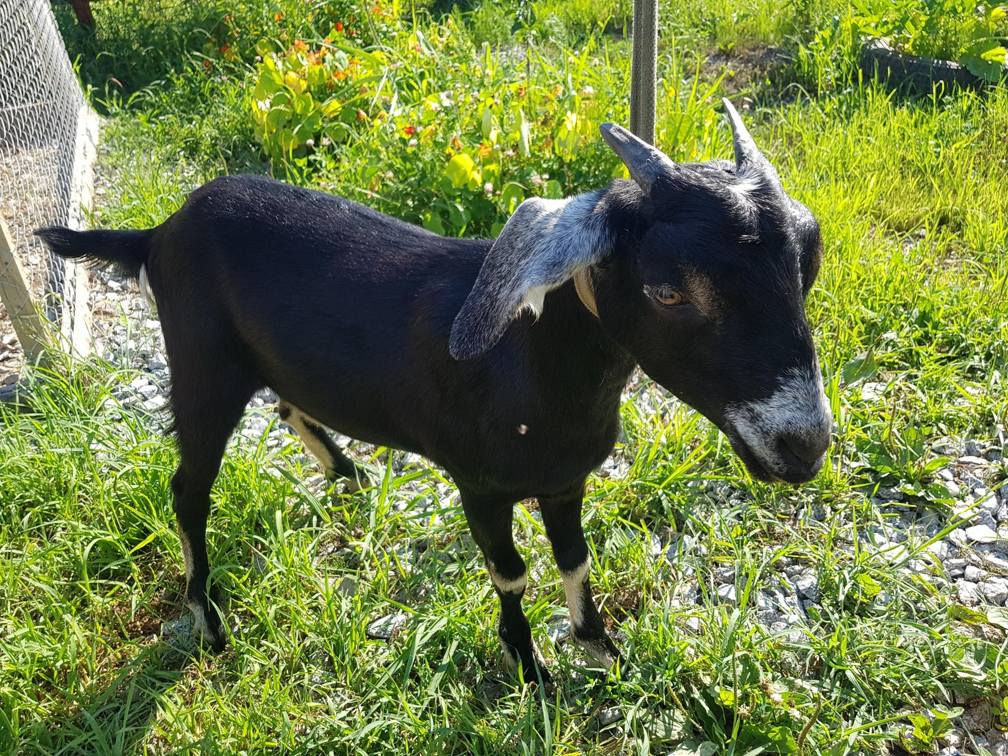 Нубийская коза - фотография № 2