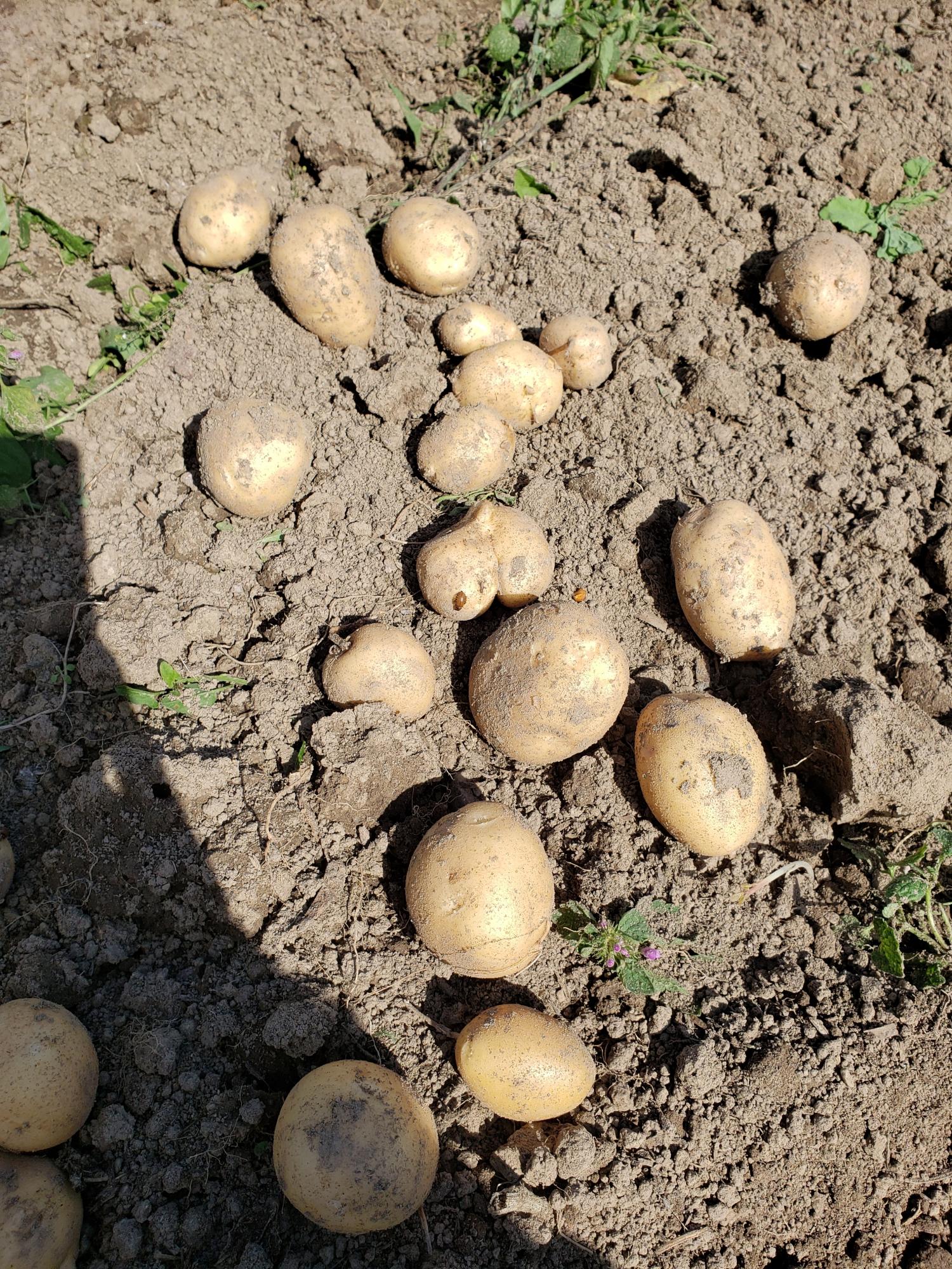 Картофель, лук, грибы, чеснок - фотография № 1