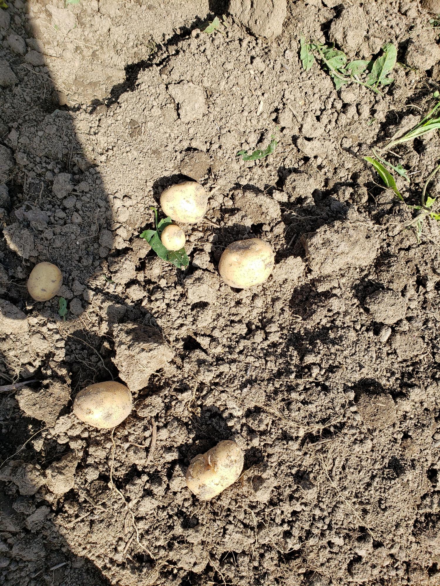 Картофель, лук, грибы, чеснок - фотография № 2